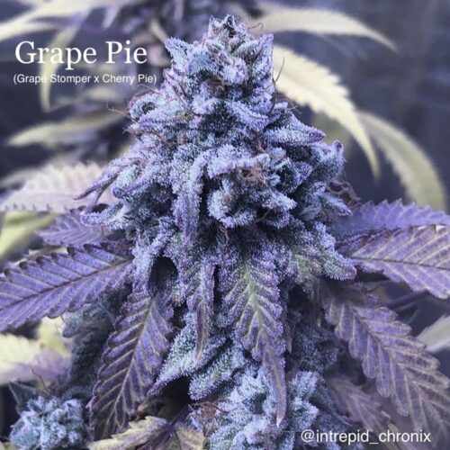 Grape Pie Feminized Seeds