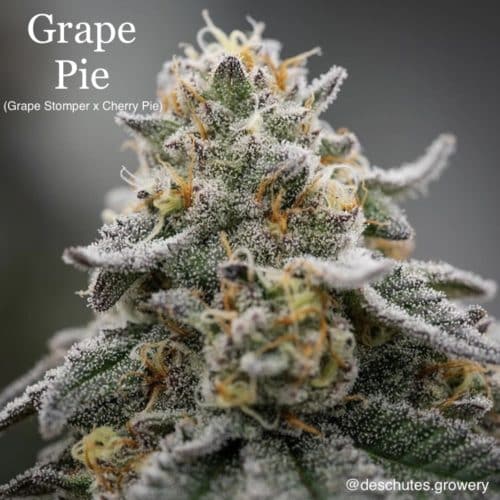 Grape Pie Bx Regular Seeds