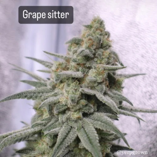 Grape Pie Bx Regular Seeds