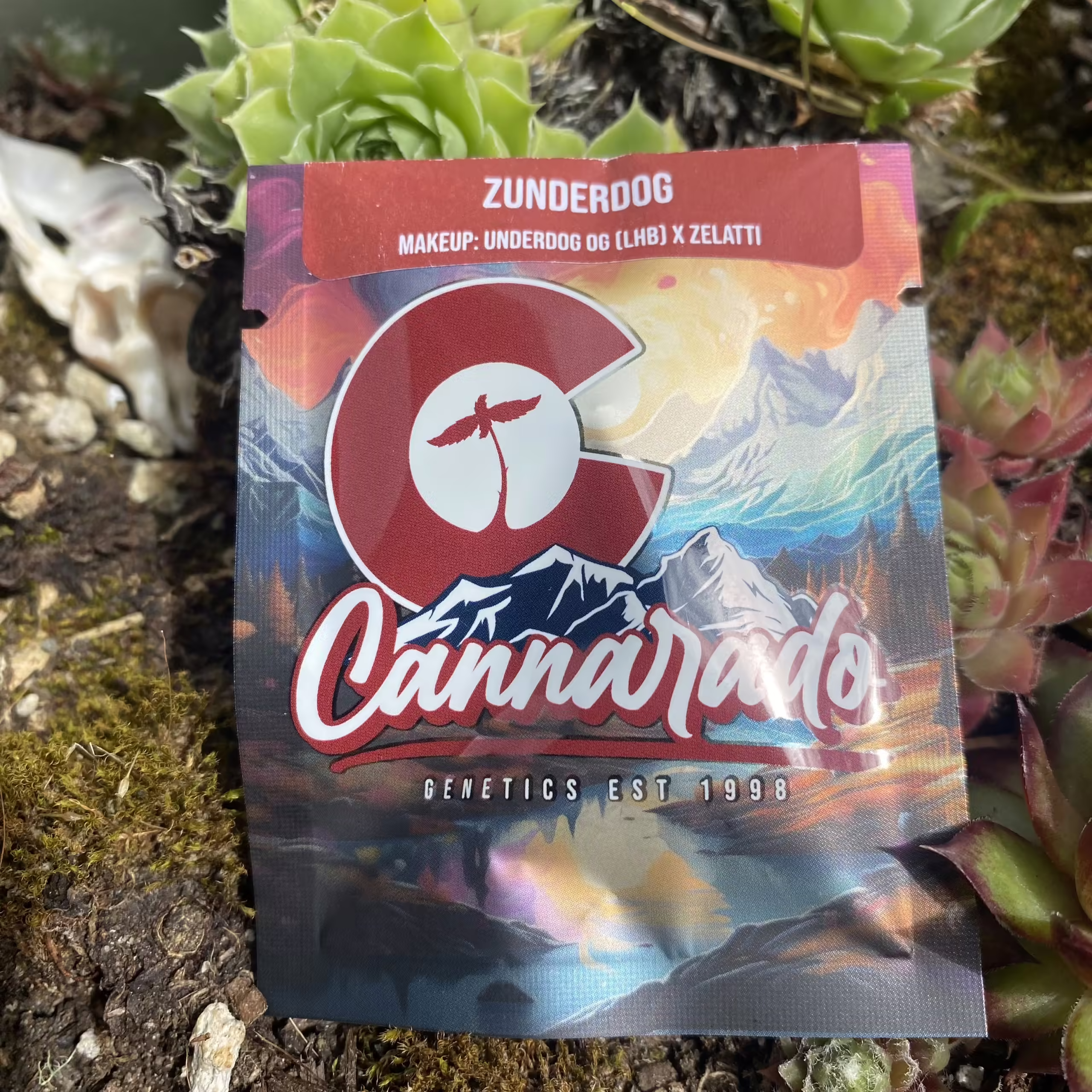 Zunderdog Pack (LHB x Zelatti) REGS