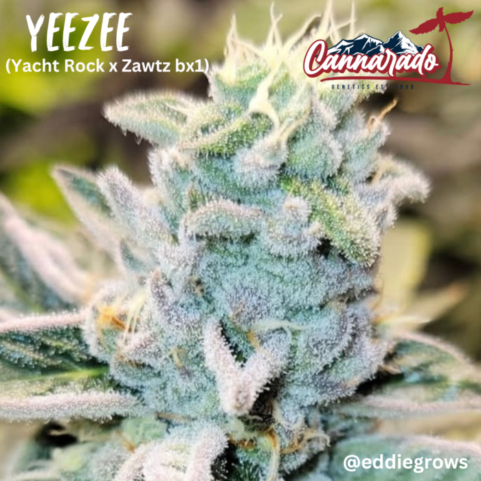YeeZee - YachtRock (Lava Cake/Butterscotch) x Zawtz bx1
