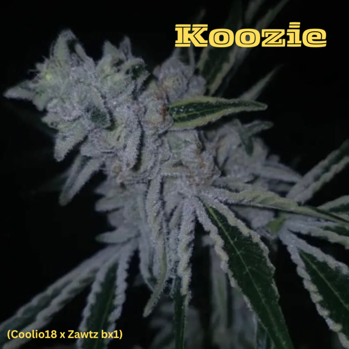 Koozie - (Coolio18 x Zawtz bx1) Regular Seeds