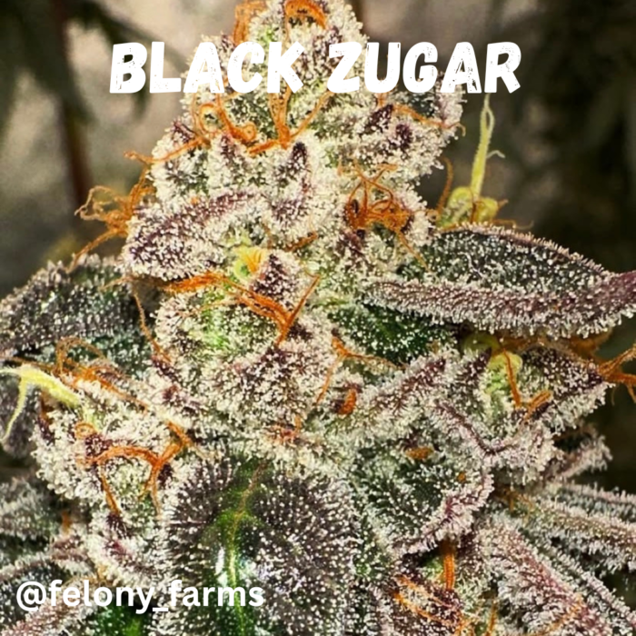 Black Zugar - (Sugar Babiez x Black Spritzer) Feminized Seeds