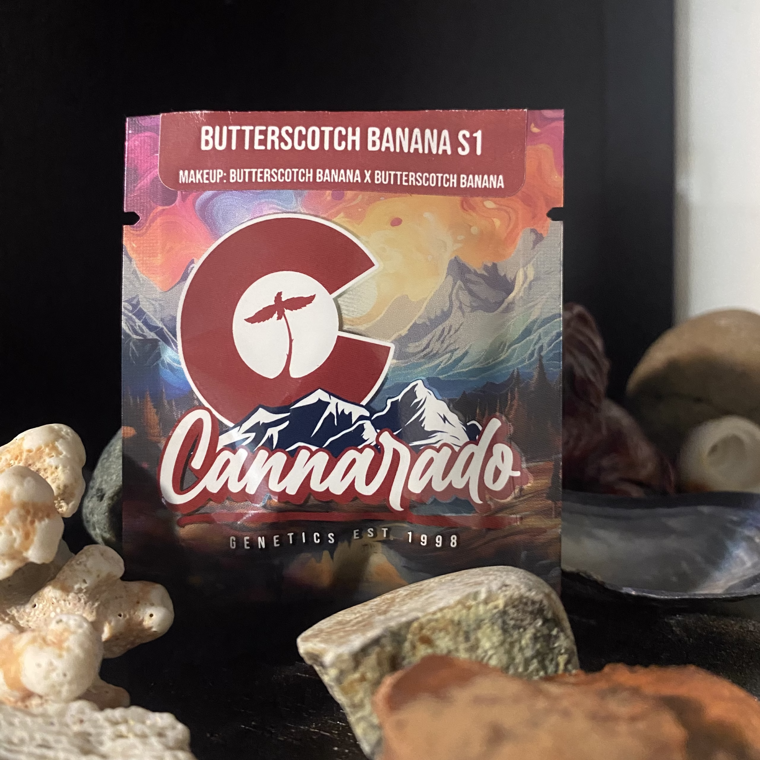 Butterscotch Banana S1 - (Butterscotch Banana x Butterscotch Banana)