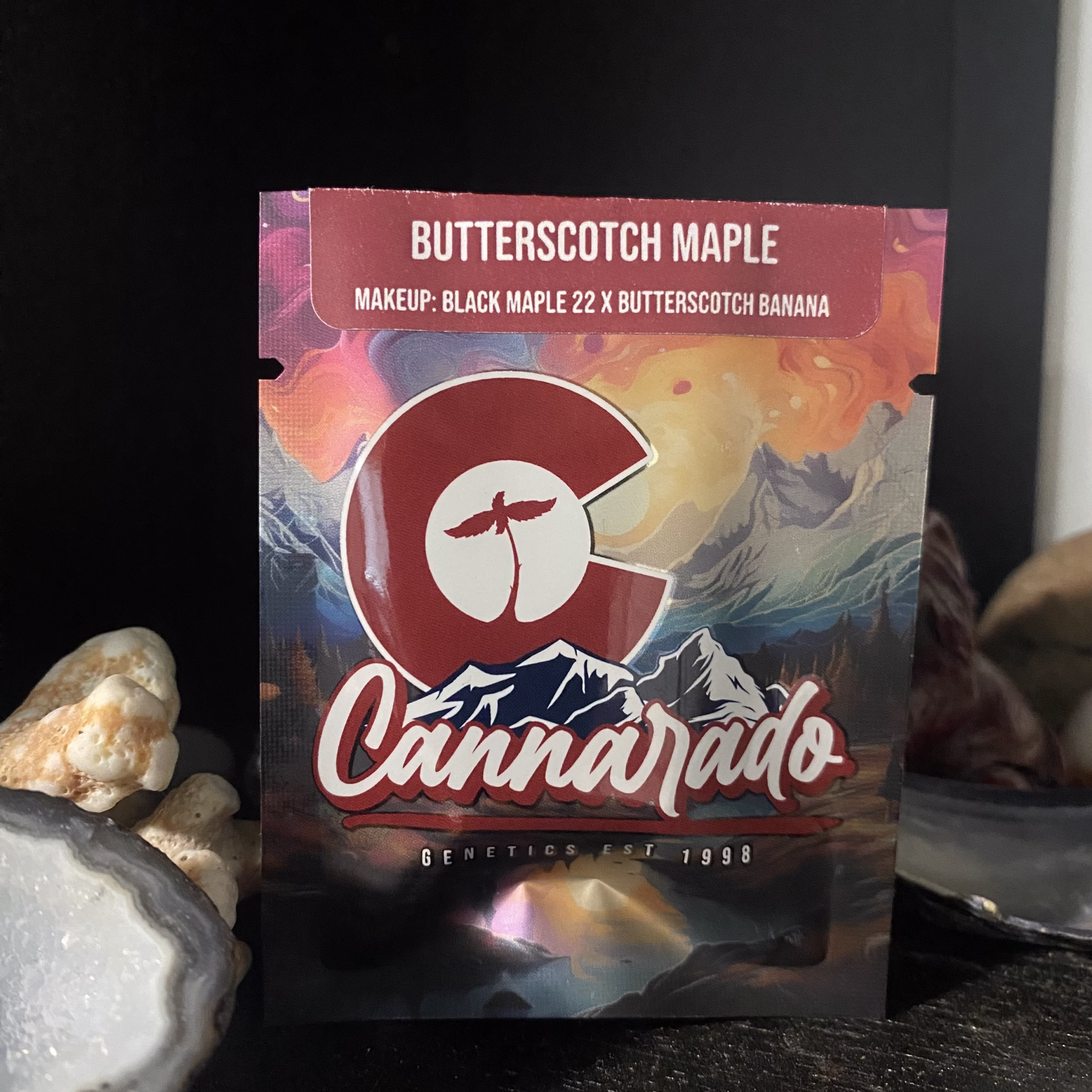 Butterscotch Maple - (Black Maple 22 x Butterscotch Banana)