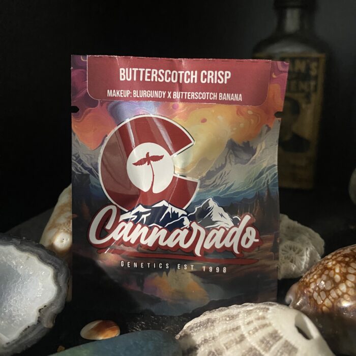 Butterscotch Crisp - (Blurgundy x Butterscotch Banana)