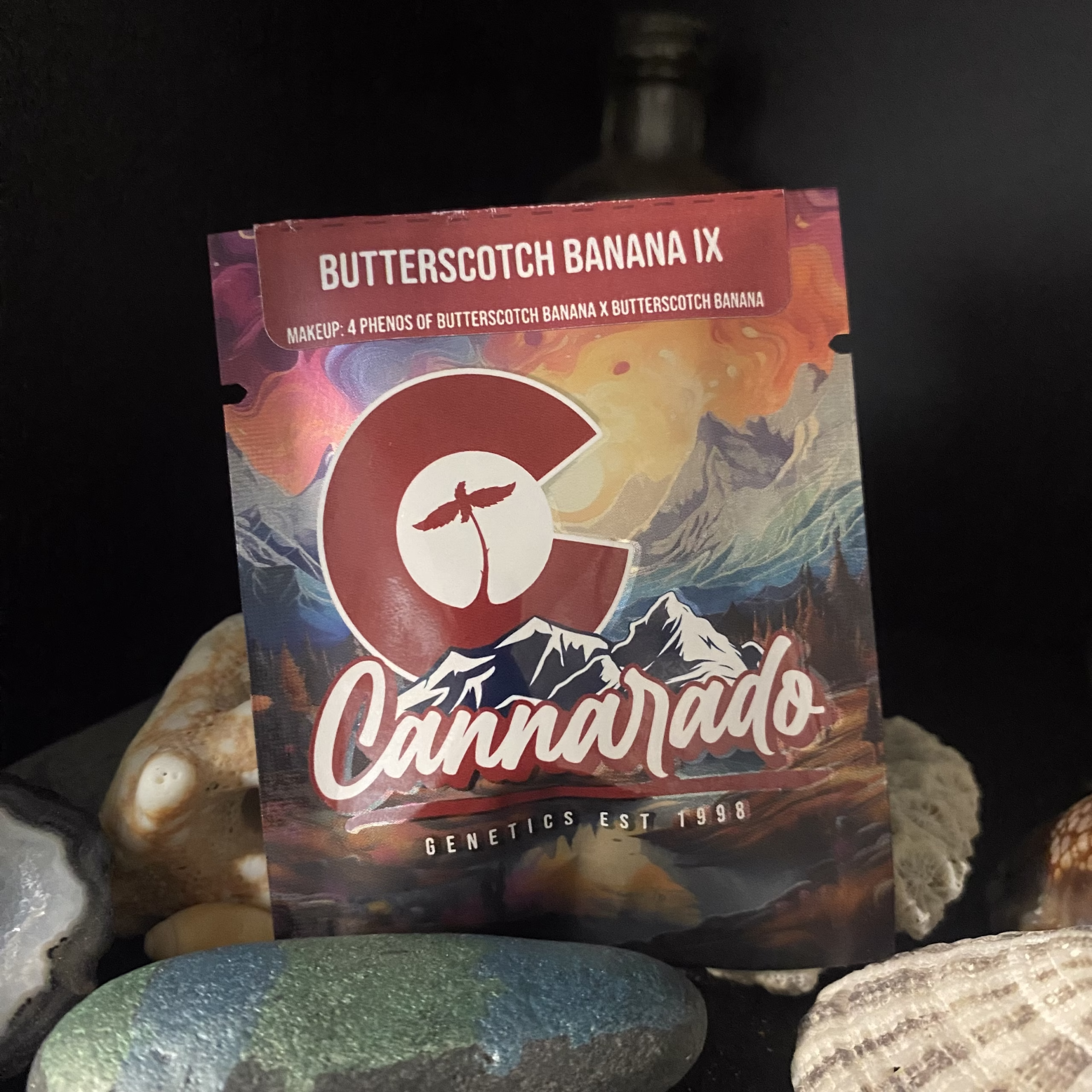 Butterscotch Banana IX - (4 Phenos of Butterscotch Banana  x Butterscotch Banana)